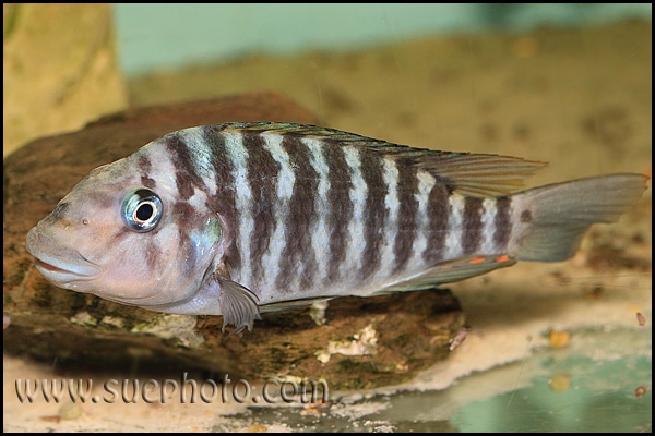 Petrochromis sp. 'kasumbe rainbow' Nkondwe Island